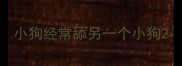 小狗经常舔另一个小狗
