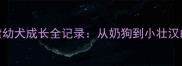 5个月高加索幼犬成长全记录从奶狗到小壮汉的蜕变秘籍