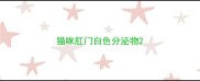 猫咪肛门白色分泌物