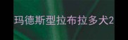 玛德斯型拉布拉多犬