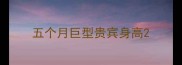 五个月巨型贵宾身高
