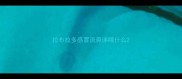 拉布拉多感冒流鼻涕喂什么