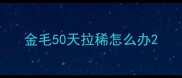 金毛50天拉稀怎么办