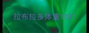 拉布拉多体重100