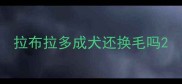拉布拉多成犬还换毛吗