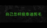 自己怎样给泰迪剪毛