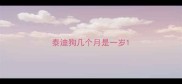 泰迪狗几个月是一岁