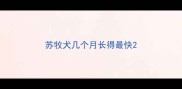 苏牧犬几个月长得最快