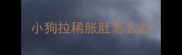 小狗拉稀胀肚怎么办