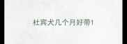 杜宾犬几个月好带