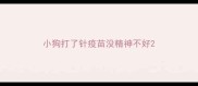 小狗打了针疫苗没精神不好
