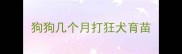 狗狗几个月打狂犬育苗