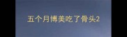 五个月博美吃了骨头