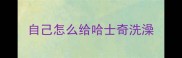 自己怎么给哈士奇洗澡