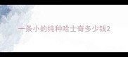 一条小的纯种哈士奇多少钱