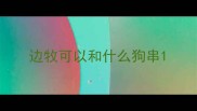 边牧可以和什么狗串