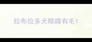 拉布拉多犬眼睛有毛