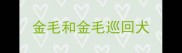 金毛和金毛巡回犬