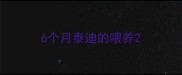 6个月泰迪的喂养