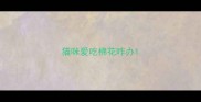 猫咪爱吃棉花咋办