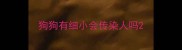 狗狗有细小会传染人吗