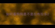 如何看狗狗是不是拉布拉多