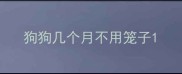 狗狗几个月不用笼子