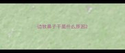 边牧鼻子干是什么原因