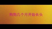 狗狗几个月开始长头