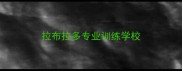 拉布拉多专业训练学校