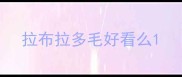 拉布拉多毛好看么