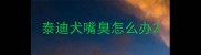 泰迪犬嘴臭怎么办