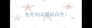 金毛幼犬呕吐白色