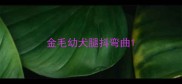 金毛幼犬腿抖弯曲