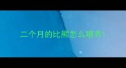 二个月的比熊怎么喂养