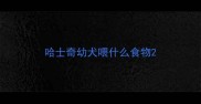 哈士奇幼犬喂什么食物