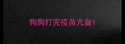 狗狗打完疫苗亢奋