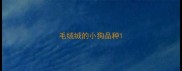 毛绒绒的小狗品种