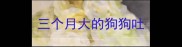 三个月大的狗狗吐