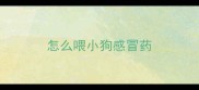 怎么喂小狗感冒药