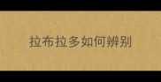 拉布拉多如何辨别