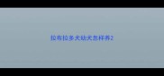 拉布拉多犬幼犬怎样养