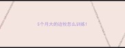 5个月大的边牧怎么训练