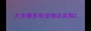 大连哪里有宠物店卖狗