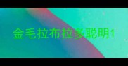 金毛拉布拉多聪明