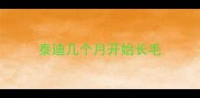 泰迪几个月开始长毛
