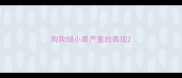 狗狗细小最严重的表现