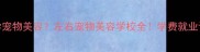 贵阳哪里学宠物美容左右宠物美容学校全学费就业课程介绍