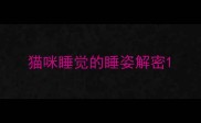 猫咪睡觉的睡姿解密