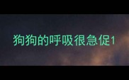 狗狗的呼吸很急促